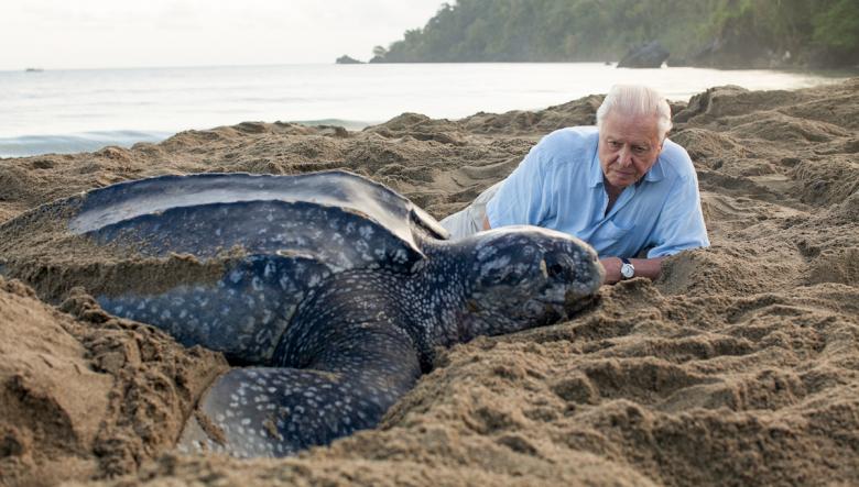 60 years into his career, David Attenborough still marvels over nature |  Street Roots